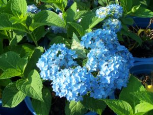 Carla loves to garden, and these beautiful hydrangeas are on display every year 